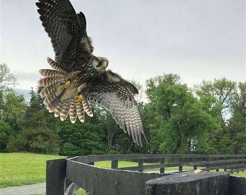 Falconry
