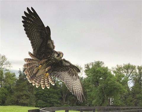 falcon
