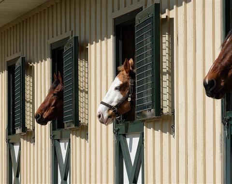 Polo Pony Coat Hook Amenity  Polo pony, Pony, Retail fixtures