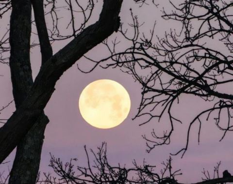 Full moon glowing in a dusky sky, framed by the dark silhouettes of bare tree branches.