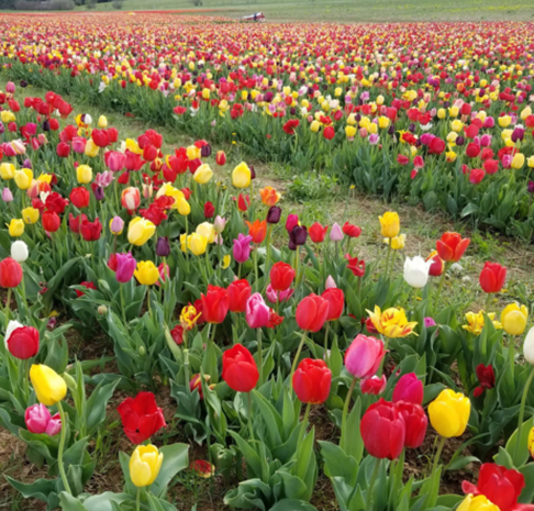 spring tulip field
