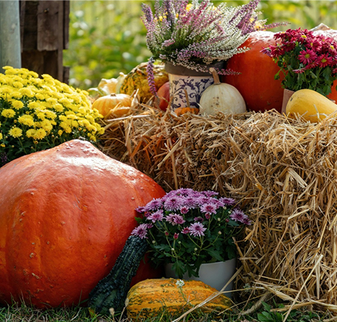 Great Country Farms
