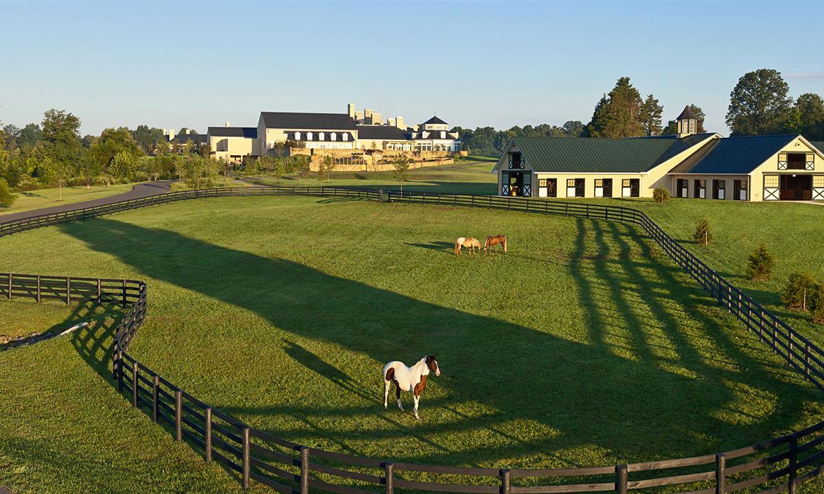 Horses outside in fenced in area