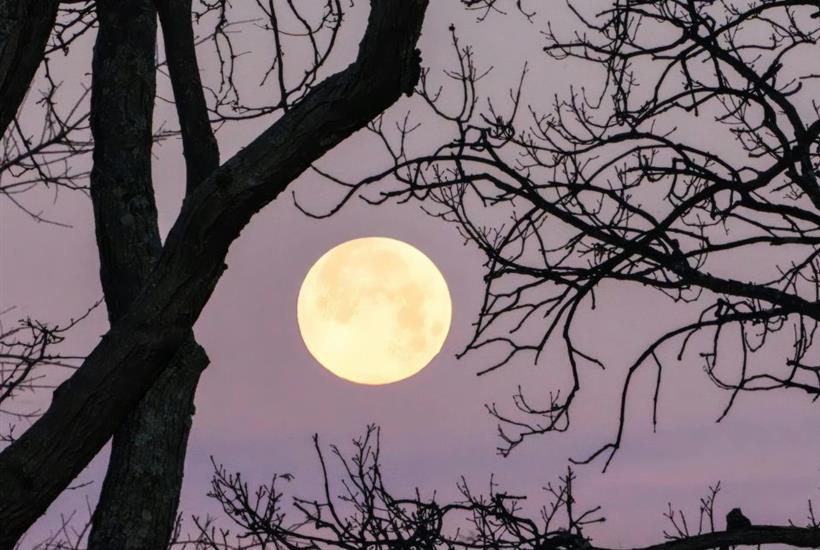 Soar Under the Stars: Full Moon Night Zip Tour at Salamander Resort