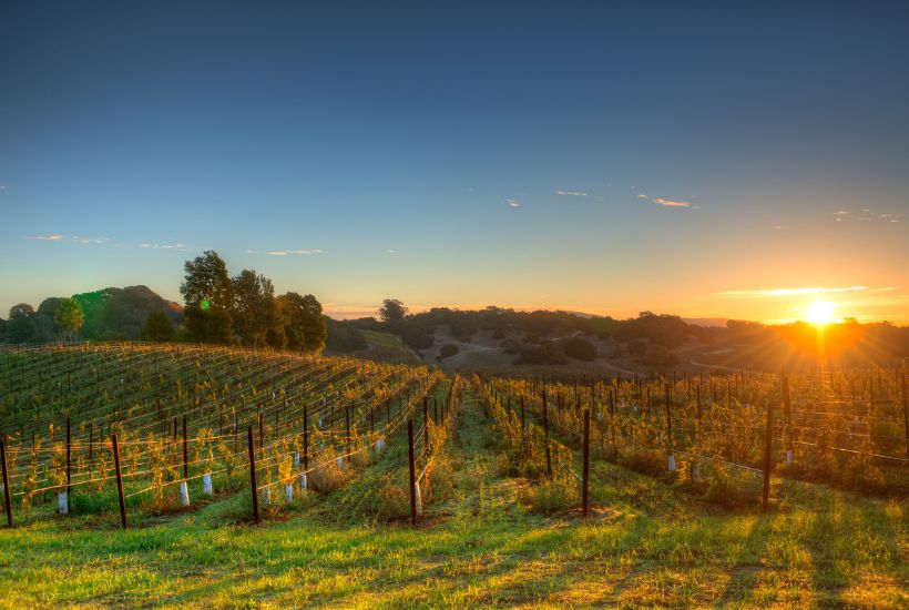 Salamander Uncorked: Wines of Napa Valley