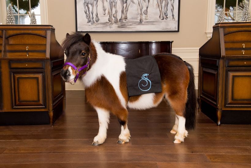 Meet and Greet with Cupcake