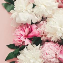 Soft pink and white peony flowers arranged against a blush pink background, creating an elegant and delicate spring floral composition.