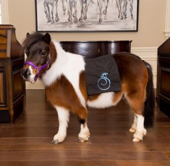 Meet and Greet with Cupcake